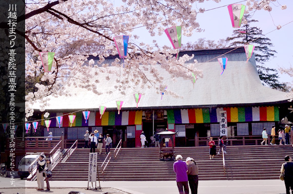 喜多院の桜まつり 本堂