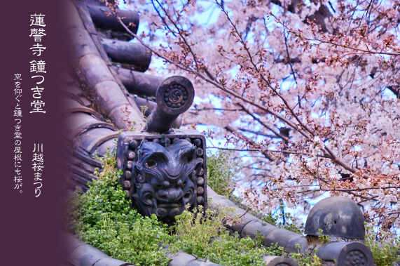 蓮謦寺 鐘つき堂と桜まつり