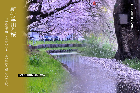 川越 新河岸川と桜