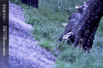 ��z ���J�~����̌i�F