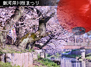 小江戸川越春まつり 新河岸川と桜