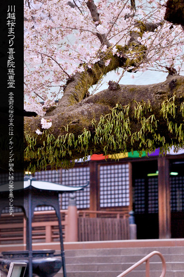 �쑽�@ ���̌Ö؂ƃm�L�V�m�u