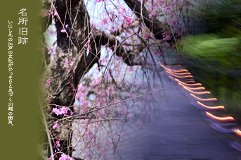 川越 本丸御殿 桜の頃の風景