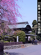 川越城 本丸御殿 桜の季節